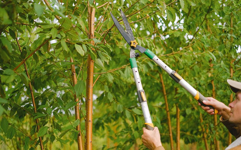 Tree trimming in George, WA